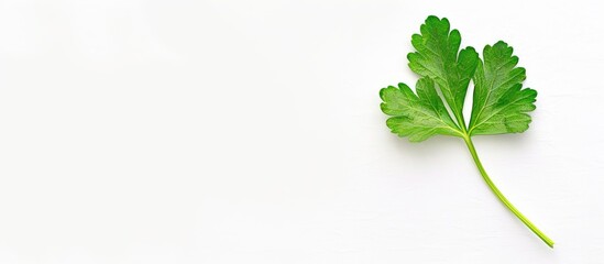 Fototapete - A parsley leaf seen from above isolated on a white background with space for adding text or images. with copy space image. Place for adding text or design