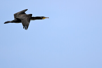 Canvas Print - Kormoran // Great cormorant (Phalacrocorax carbo)