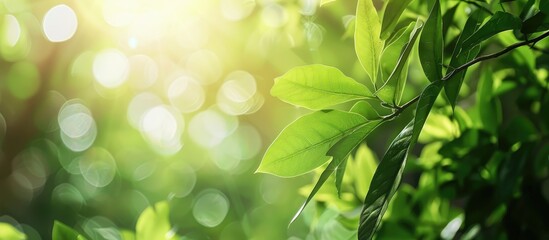 Poster - Blurry natural background with abstract foliage bright sunlight and green leaf texture perfect for text or advertising on a copy space image conveying an ecological theme