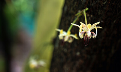 Wall Mural - Cocoa flowers (Theobroma cacao) on growing tree trunk close-up ,Cacao flowers on cocoa tree, macro