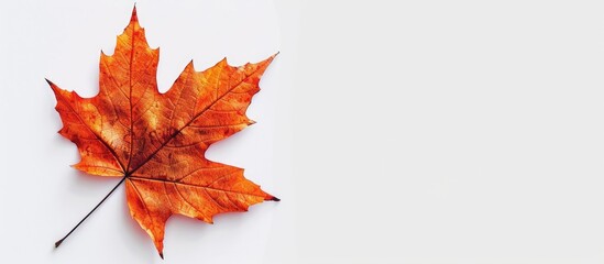 Aufkleber - Maple leaf set against a white background with empty space for text or additional imagery copy space image