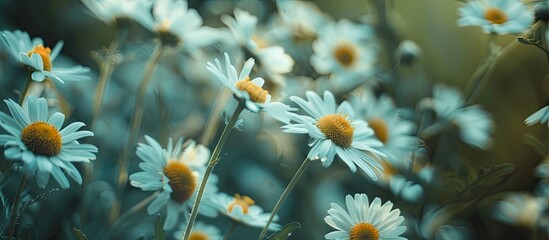 Aufkleber - White chamomile daisy flowers bloom beautifully in the garden perfect for a copy space image