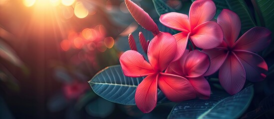 Aufkleber - Red frangipani flowers illuminated by the morning sun perfect for a copy space image