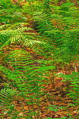 fern leaves in the forest