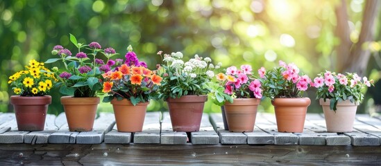 Poster - A variety of lovely blooming plants in flowerpots on a wooden bench outdoors with copy space image