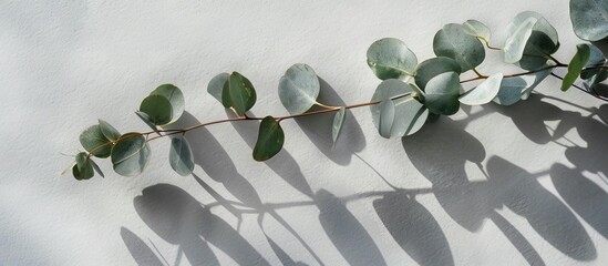 Wall Mural - A front facing view of a fresh eucalyptus branch casting a crisp shadow on a gray backdrop providing ample copy space image