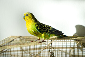 One green and yellow multicolor budgie sitting one cage