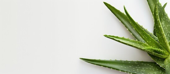 Poster - Aloe vera leaves on a white backdrop with a blank area for additional content like a copy space image