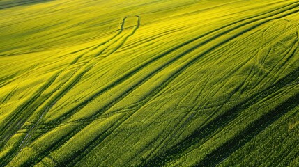 Sticker - Top view of rapeseed fields with geometric tractor tracks