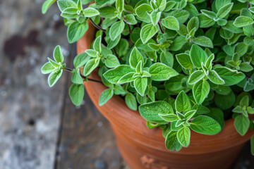 Wall Mural - there is a plant that is growing in a pot on a table