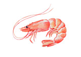 Shrimps , seafood, crustacean , watercolor , food illustrations, hand painted