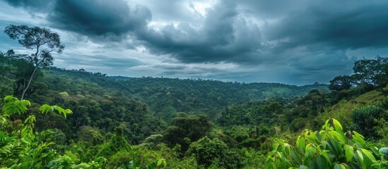 Wall Mural - Forest landscape with lush greenery under a cloudy sky ideal for a copy space image