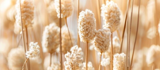 Wall Mural - close up shot of a dried cattail or typha flower texture creating an abstract floral composition wit