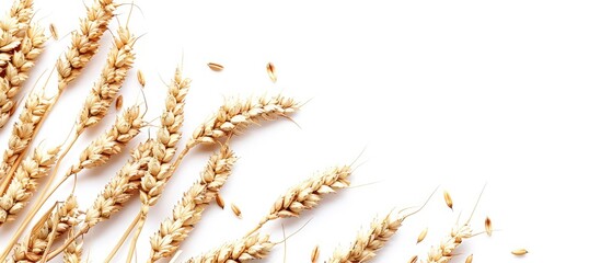 Poster - Isolated wheat grain against a white background with a diagonal arrangement serving as a backdrop with space for text ideal for a copy space image