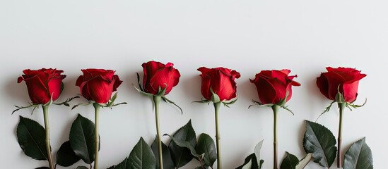 Poster - Red roses set against a white backdrop with ample copy space image for Valentine s Day messages