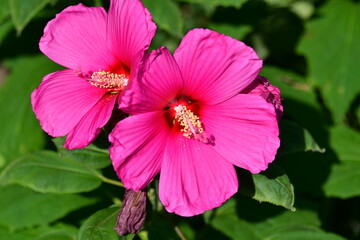 Wall Mural - Pink Hibiscus Flower Blooms