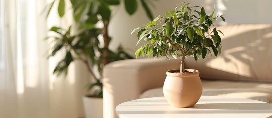 Sticker - A brown potted Ficus Benjamina is placed on a white table highlighting a houseplant decor idea for any room shown with a clear view and a card featuring copy space for text all with a soft selective