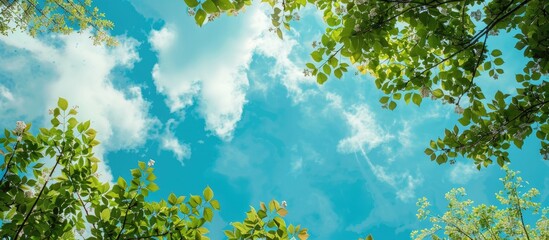 Canvas Print - Copy space image with a blue sky backdrop adorned by clouds enveloped by tree branches and leaves