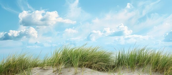 Wall Mural - Utah beach dune with beachgrass overlooking the ocean set against a light blue sky with clouds ideal for a copy space image