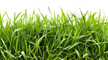 green grass isolated on white