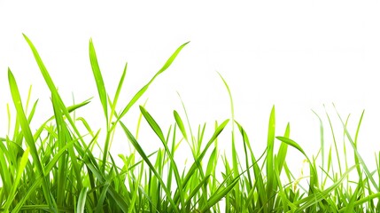 green grass isolated on white