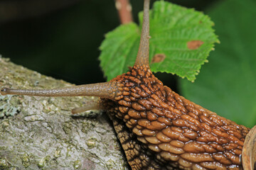 cornu aspersum snail animal macro photo