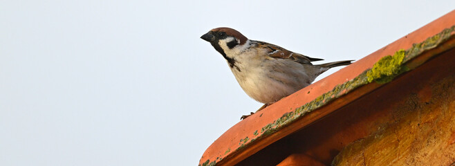 Sticker - Feldsperling (Männchen) auf einem Hausdach // Tree sparrow on a roof (Passer montanus)