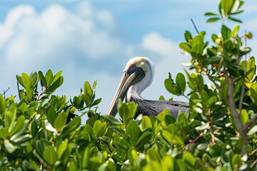 Sticker - Close-Up of Pelican in Nature