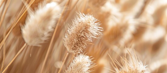 Wall Mural - close up shot of a dried cattail or typha flower texture creating an abstract floral composition wit