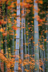 Wall Mural - Yellow maple tree leaves in a Japanese garden mixed with bamboo tree stems.