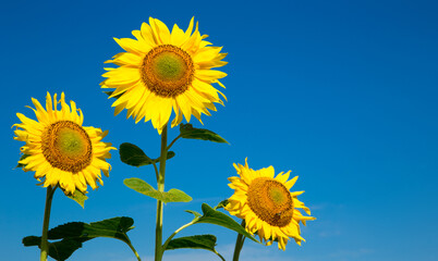 Wall Mural - sunflower over cloudy blue sky