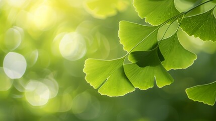 Closeup of Ginkgo biloba leaves with their unique fan shape, backlit by sunlight, highlighting their vibrant green color 