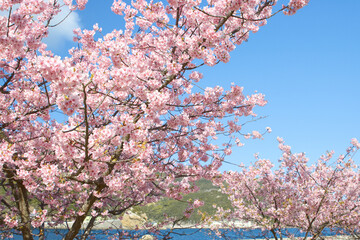 Wall Mural - 海辺に咲く河津桜