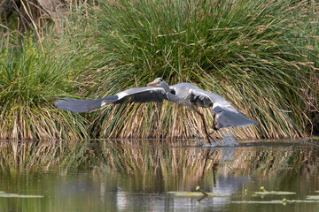 Wall Mural - Héron cendré, Ardea cinerea, Grey Heron, Etang aux Moines, Chemin des marais,  Marais de Fontenay, Marais des Basses Vallées de l'Essonne et de la Juine, Essonne, 91, France