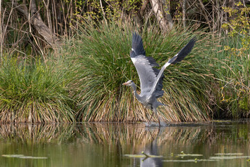 Wall Mural - Héron cendré, Ardea cinerea, Grey Heron, Etang aux Moines, Chemin des marais,  Marais de Fontenay, Marais des Basses Vallées de l'Essonne et de la Juine, Essonne, 91, France