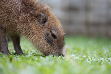 capybara  is a giant cavy rodent native to South America. It is the largest living rodent