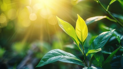 Wall Mural - green leaf in garden with soft focus under sunlight as a natural background