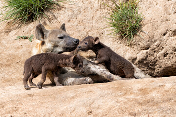 Sticker - Spotted Hyena mother nursing her  pups at the den with sunrise in a Game Reserve in South Africa