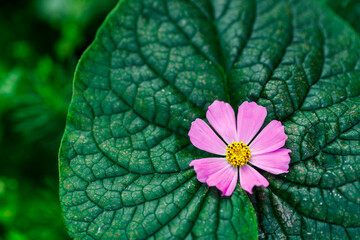 Wall Mural - a pink cosmea flower on a green leaf of a large burdock
