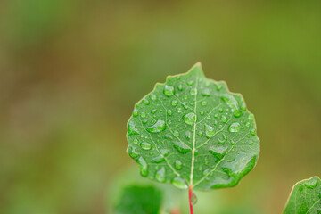 Wall Mural - A leaf with water droplets on it