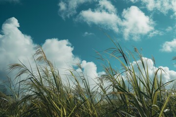 Canvas Print - Beautiful sky over sugar cane