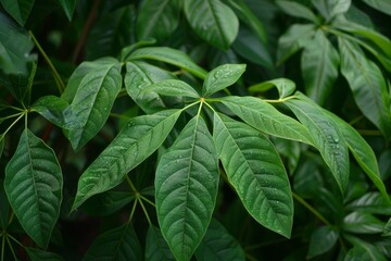 Wall Mural - Green Cassava leaves or Daun Singkong