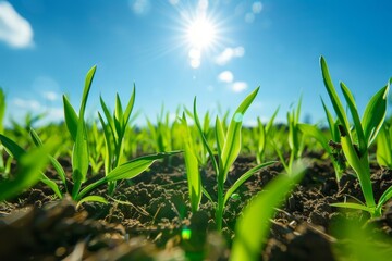 Sticker - Close up view of young wheat sprouts in field under blue sky on summer day