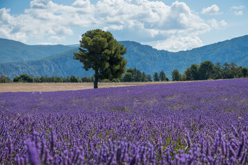 blooming lavender fields in the sun .provence, france.