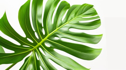 Canvas Print - Close-up of a tropical palm leaf on white background