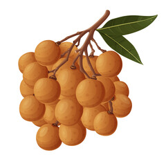 Wall Mural - Summer tropical fruits for healthy lifestyle. Longan fruit. Vector illustration cartoon flat icon isolated on white.	