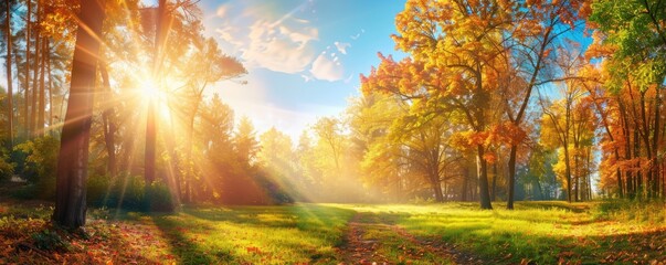  Sunlit Autumn Forest Path