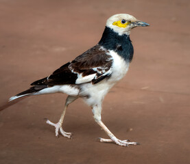 Sticker - Black-collared starling (Gracupica nigricollis) in a park in central Taipei, Taiwan