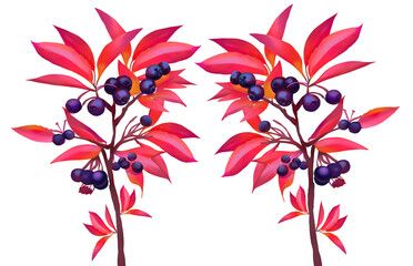 Blueberry Bush Wild Berries And Red Autumn Leaves Autumn Blueberries Botanical illustration branch colorful drawing red leaves purple Hand-drawn exotic fauna Set of red plants clipart design 