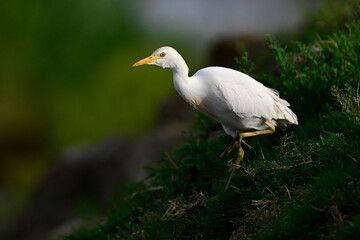 Poster - Kuhreiher im Abendlicht // Western cattle egret (Bubulcus ibis) - Griechenland / Greece